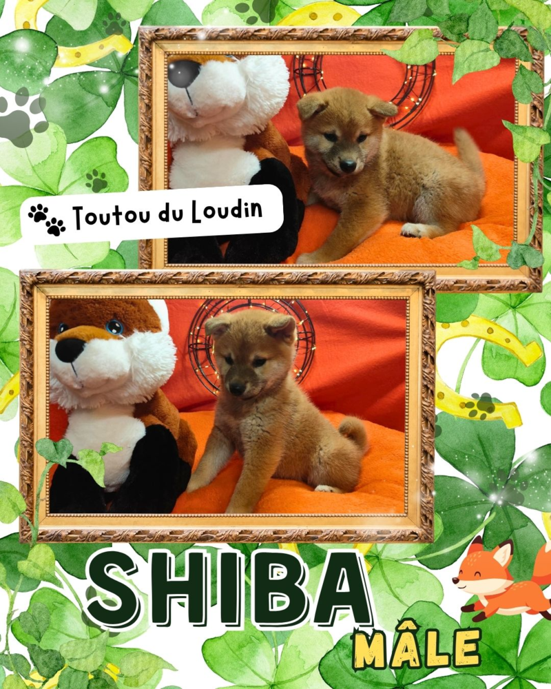 Chiot shiba inu m&acirc;le 700 18140 Pr�cy