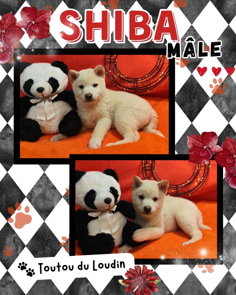 Chiot shiba inu m&acirc;le blanc 750 18140 Pr�cy