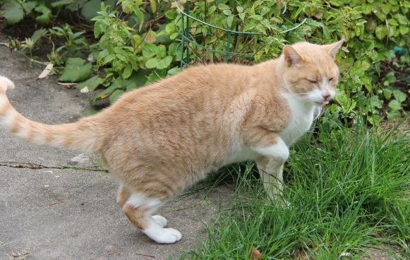 VOLTAIRE CHAT TIGRE ROUX CLAIR 4 ANS 195 92260 Fontenay-aux-roses