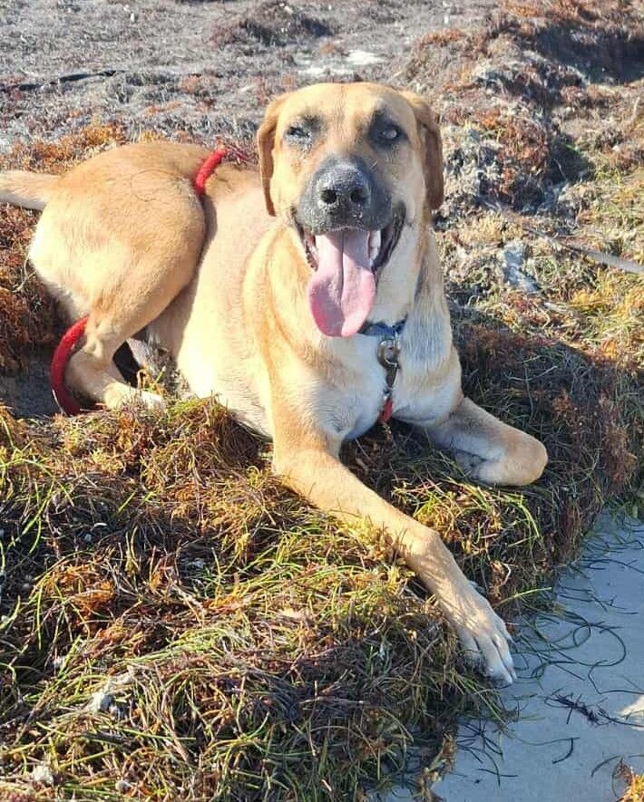 GUELIA grand coeur sur pattes 350 59870 Bouvignies