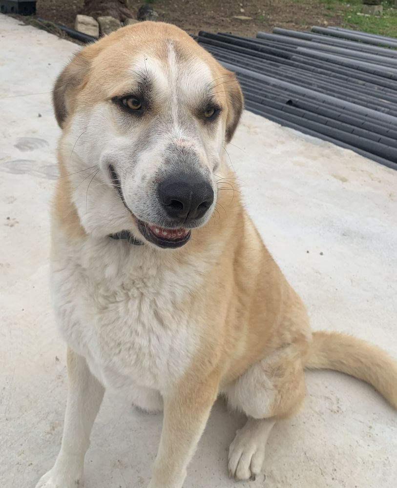 CHAUSSETTE, chien type berger , 3 ans 220 34500 B�ziers