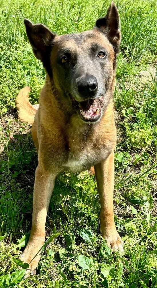 ATLAS, malinois 10 ans 0 74000 Annecy