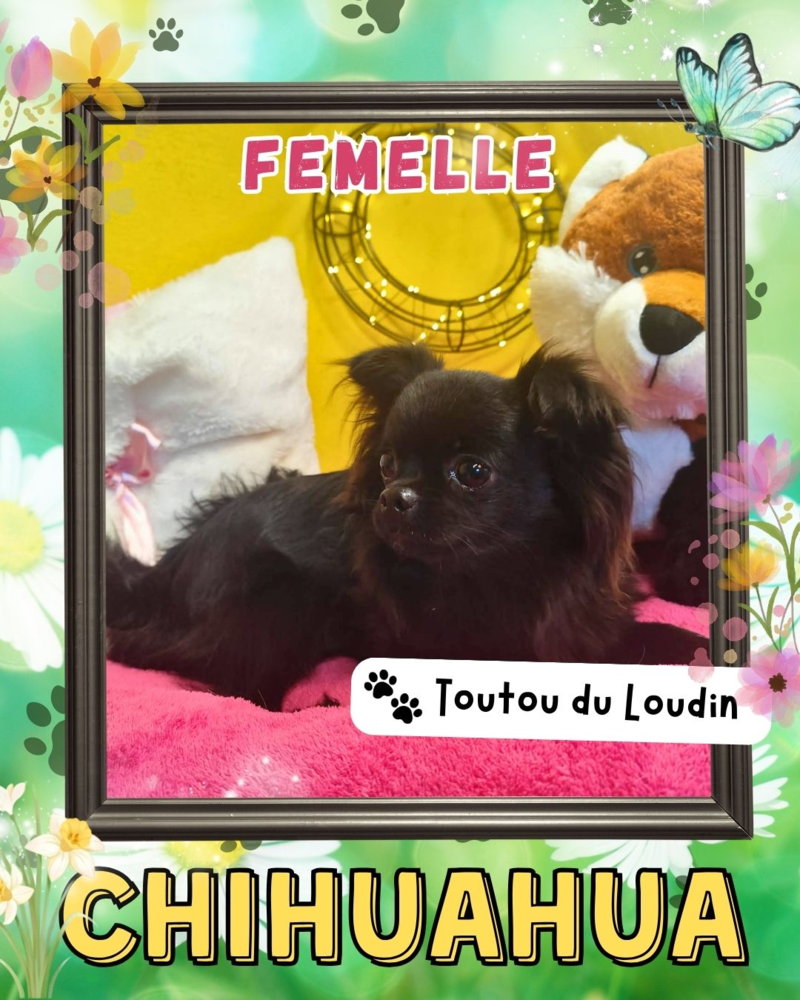 Chiot chihuahua femelle poils longs 600 18140 Pr�cy