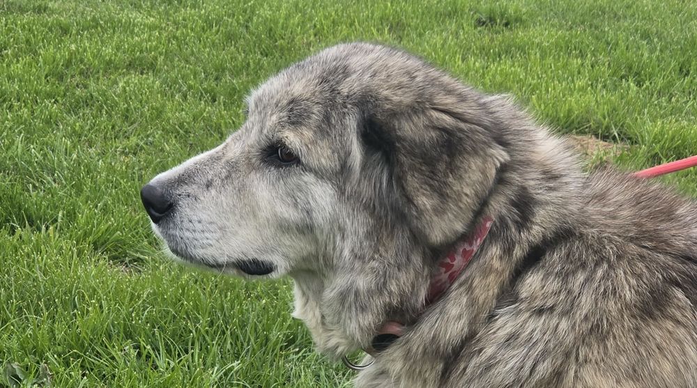 SVESKA crois&eacute;e de 7 ans 140 59300 Aulnoy-lez-valenciennes