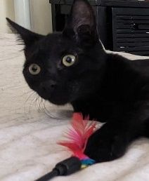 SABLE CHATON NOIR 11 MOIS 225 92260 Fontenay-aux-roses