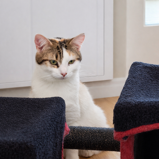 CORNELIA CHATONNE TRICOLORE 9 MOIS 1/2 225 92260 Fontenay-aux-roses