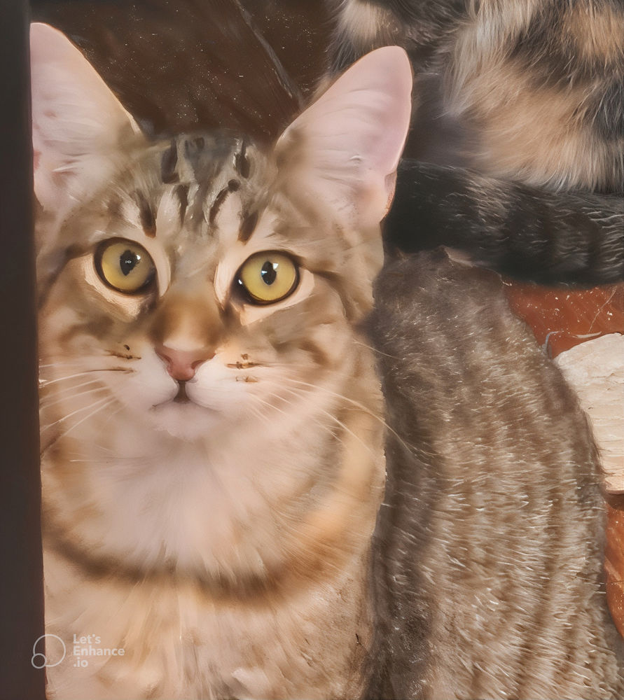 YUKA CHATON TIGRE 11 MOIS 225 92260 Fontenay-aux-roses