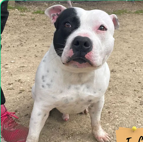 Roadster 250 26700 Pierrelatte