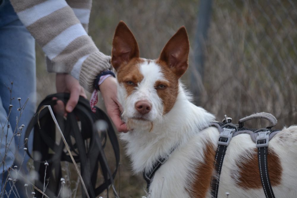 NADYA � JEUNE PODENCA &Agrave; ADOPTER 315 24140 Douville