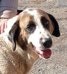 BISON, saint bernard 2 ans 220 34500 B�ziers