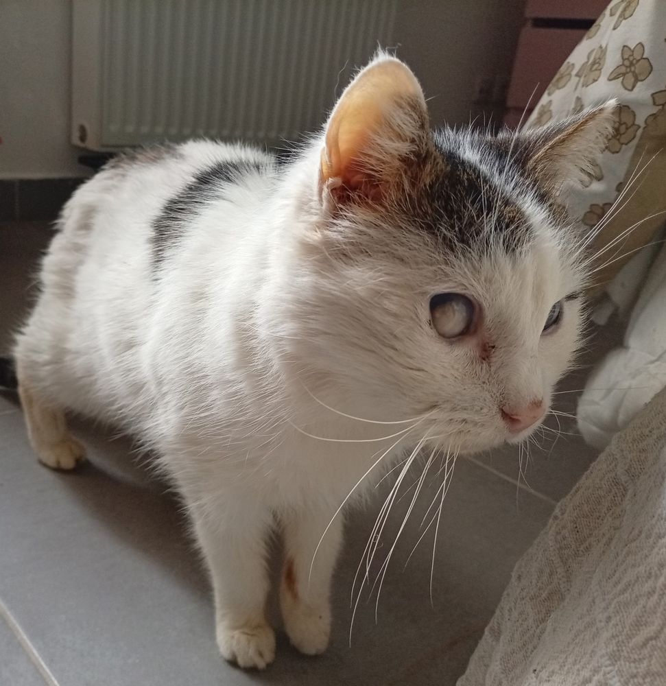 BASILE, chat blanc et tigr&eacute;, 12 ans aveugle (don libre) 0 34500 B�ziers