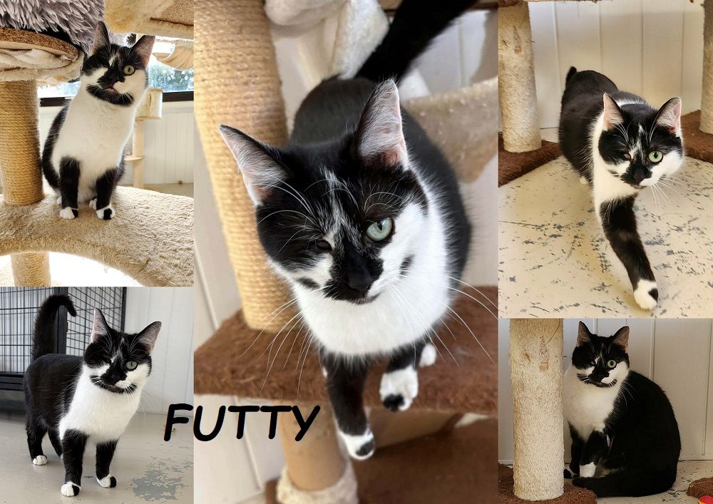 Futty 1 an borgne &agrave; adopter 1 27170 Beaumont-le-roger