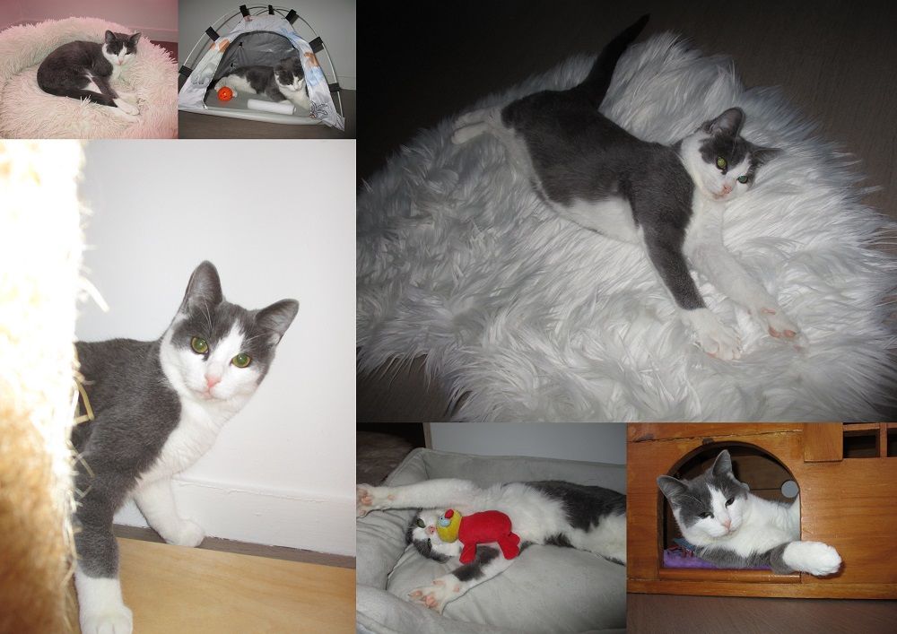 NEWT jeune chat ataxique &agrave; adopter 1 60000 Beauvais