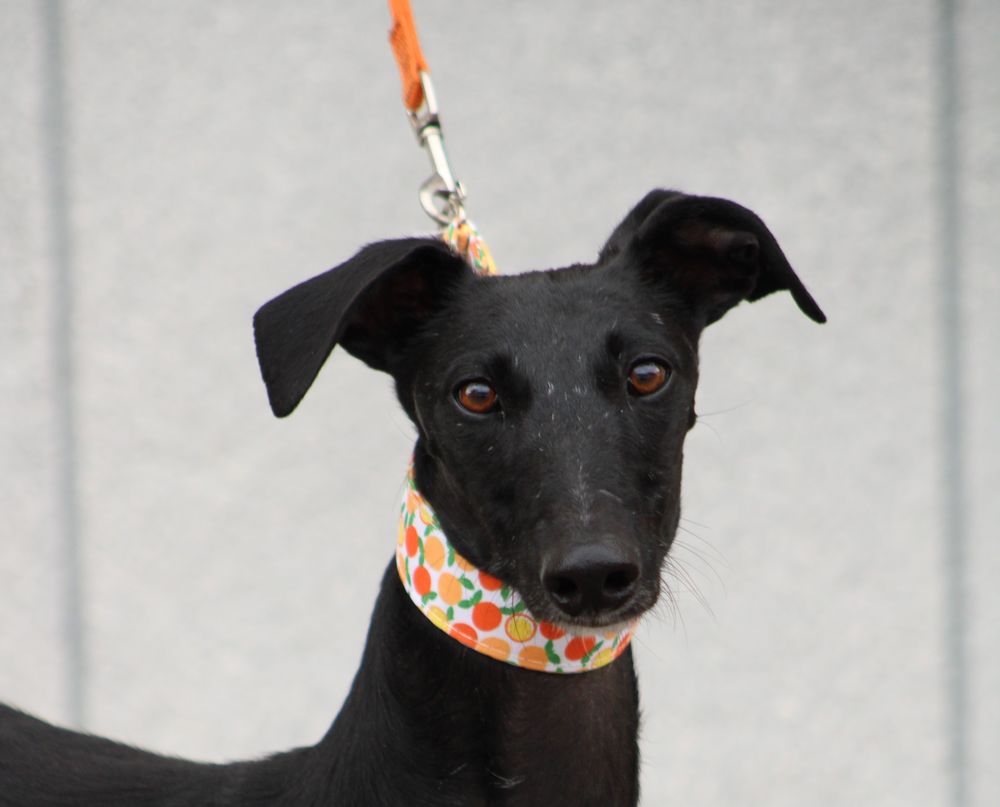 FLORA🩷je suis s&ucirc;rement  celle que vous attendez 💖et que vous cherchez 315 24140 Douville