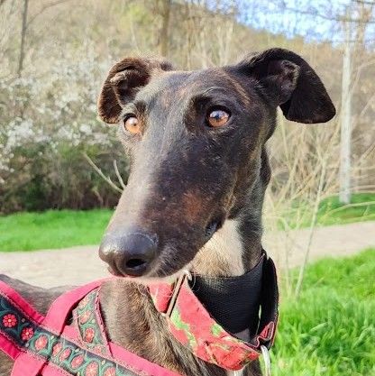 LEBRA 🩷 je suis un rayon de soleil sur 4 pattes� pr&ecirc;te &agrave; illuminer votre vie 315 24140 Douville