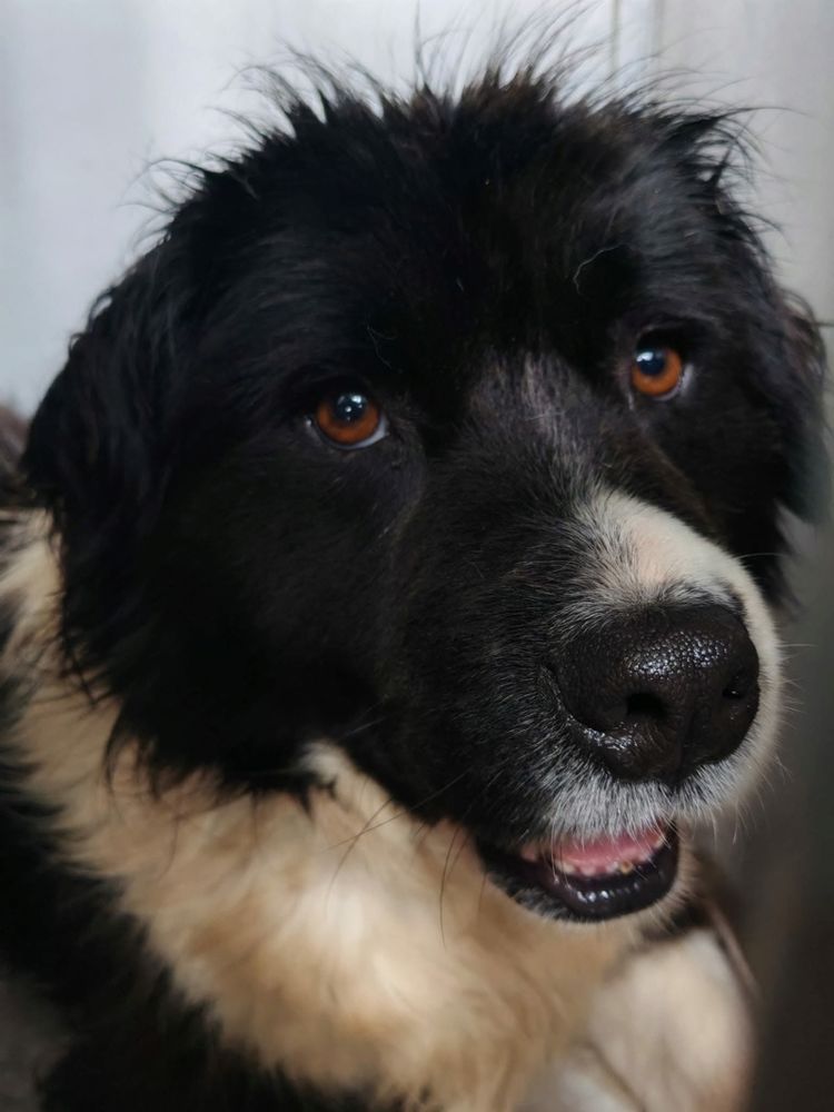 ARAP crois&eacute; border 5 ans 300 59300 Aulnoy-lez-valenciennes