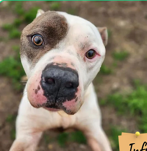 Vito 250 26700 Pierrelatte