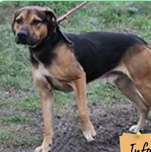 Rex 250 26700 Pierrelatte