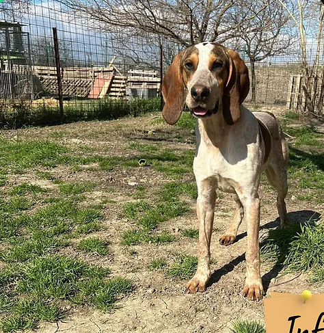 Chase 250 26700 Pierrelatte