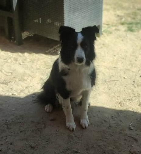 Chien ODIN &agrave; l adoption 350 30210 Remoulins