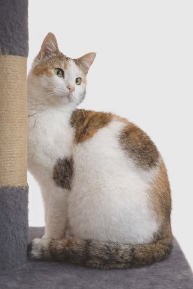 Bella gentille chatte 5 ans cherche famille 140 11000 Carcassonne