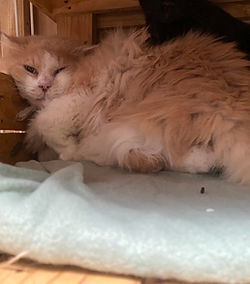 Carpette 200 26700 Pierrelatte