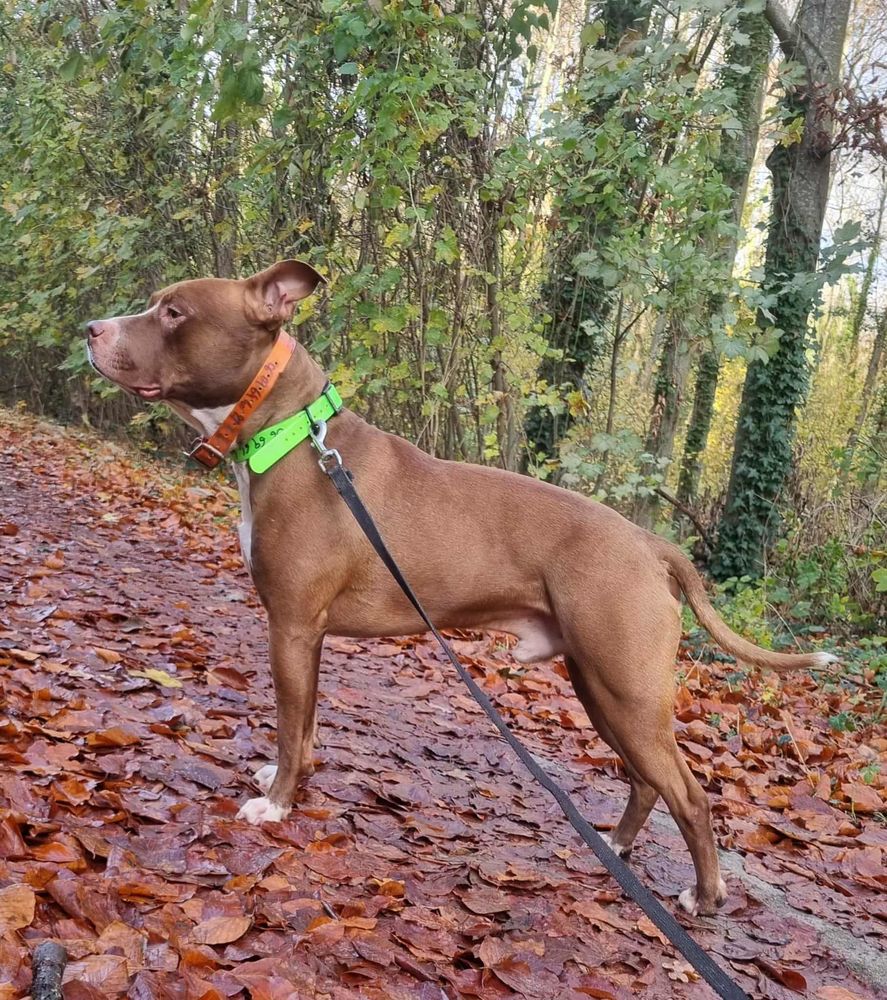 TATUM, le sublissime toutou 350 95000 Boisemont