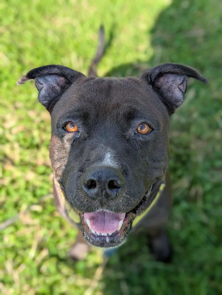 Paty, attends toujours en Normandie 150 86140 Scorb�-clairvaux