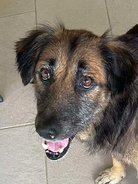 Bobby,6ans,depuis un an &agrave; l'adoption 150 86140 Scorb�-clairvaux