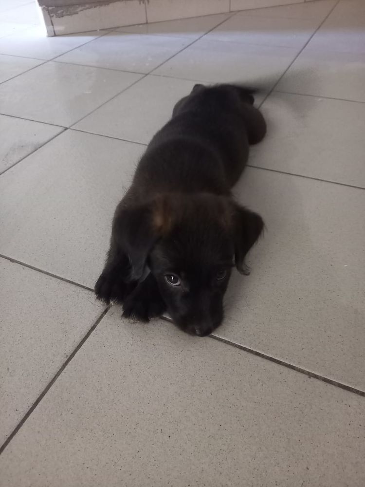 Baloo petit amour de loulou 300 61120 Vimoutiers