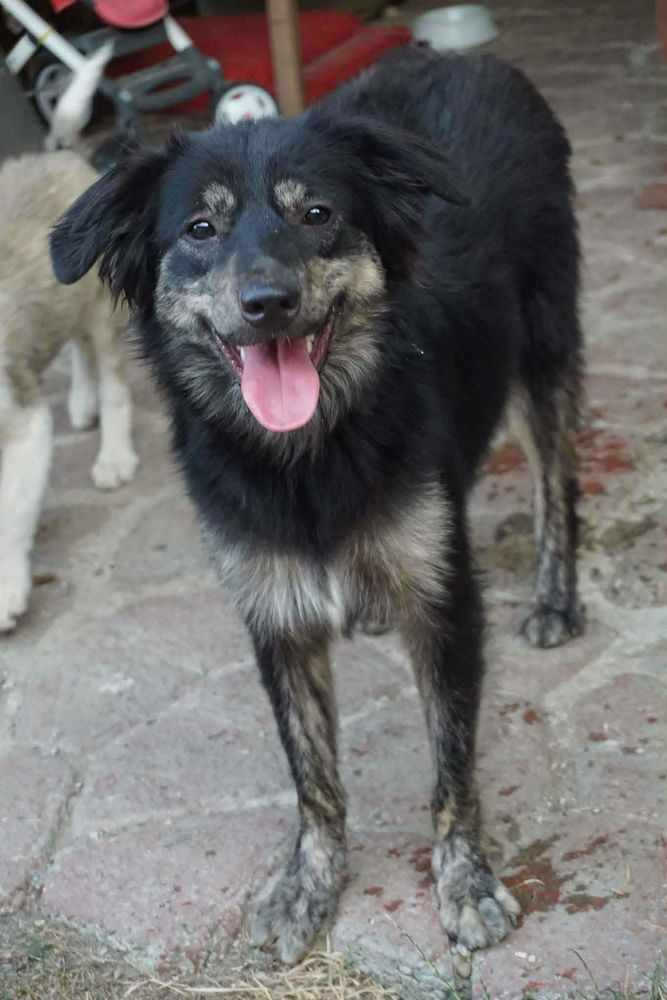 BUNDLE crois&eacute;e 3 ans 260 72500 Beaumont-pied-de-b�uf