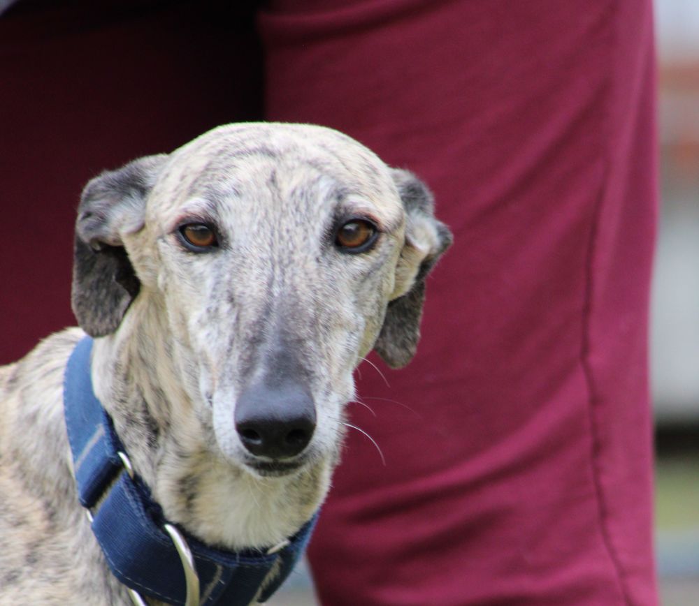 ALEJANDRA tellement facile &agrave; vivre 315 24140 Douville