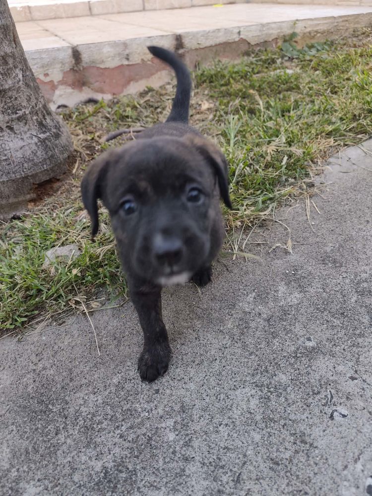 Boo l'exploratrice 300 80130 Allenay