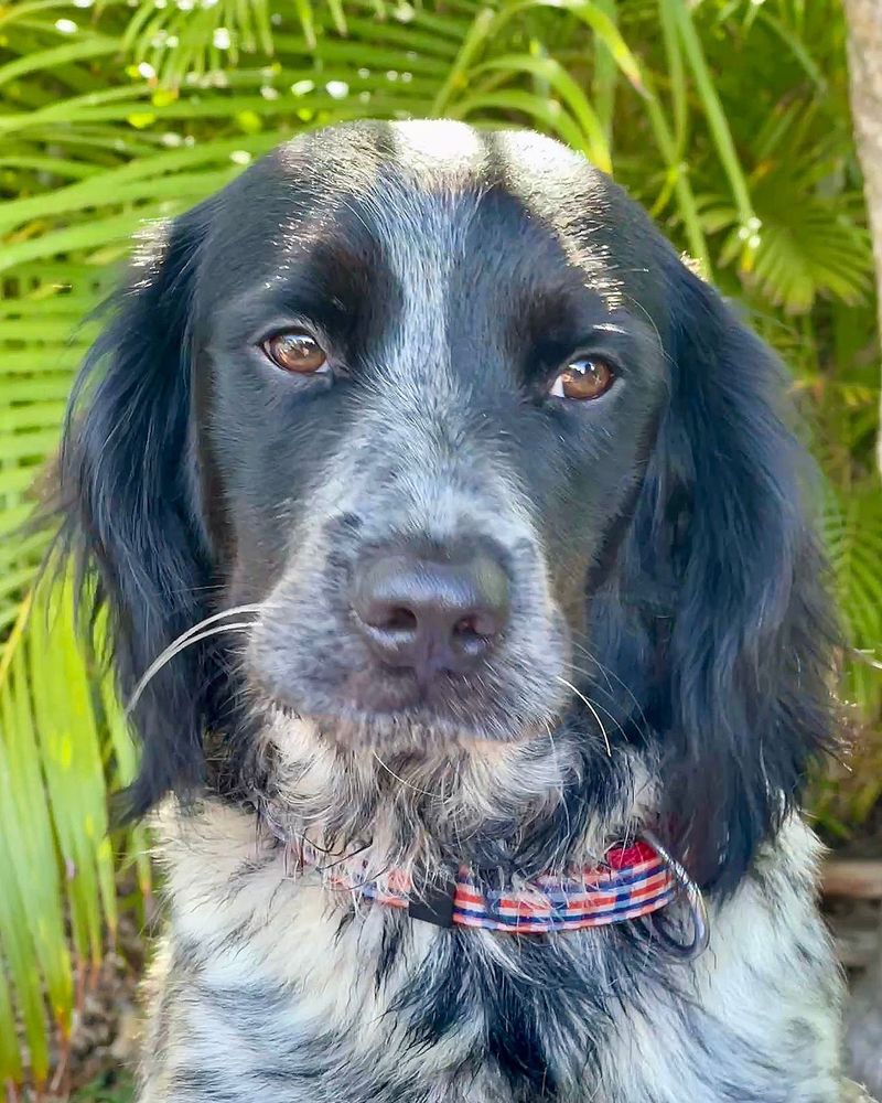 ✨️ ORKA ✨️ 🐶 290 92000 Nanterre