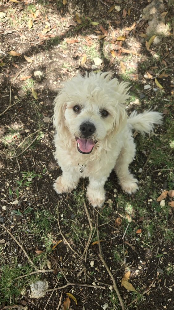 Loulou le foufou 350 14000 Caen