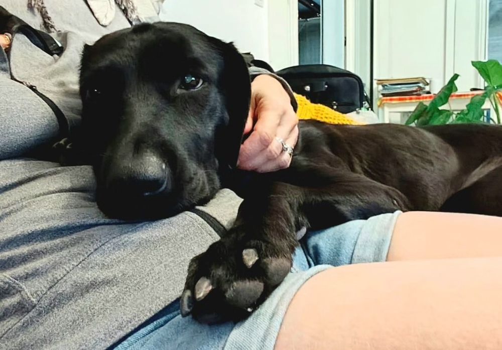 ✨️ TAORMINE ✨️ 🐶 290 62100 Calais