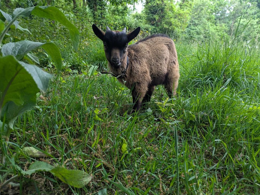 Boulette, bouc nain &agrave; adopter 50 44360 Vigneux-de-bretagne