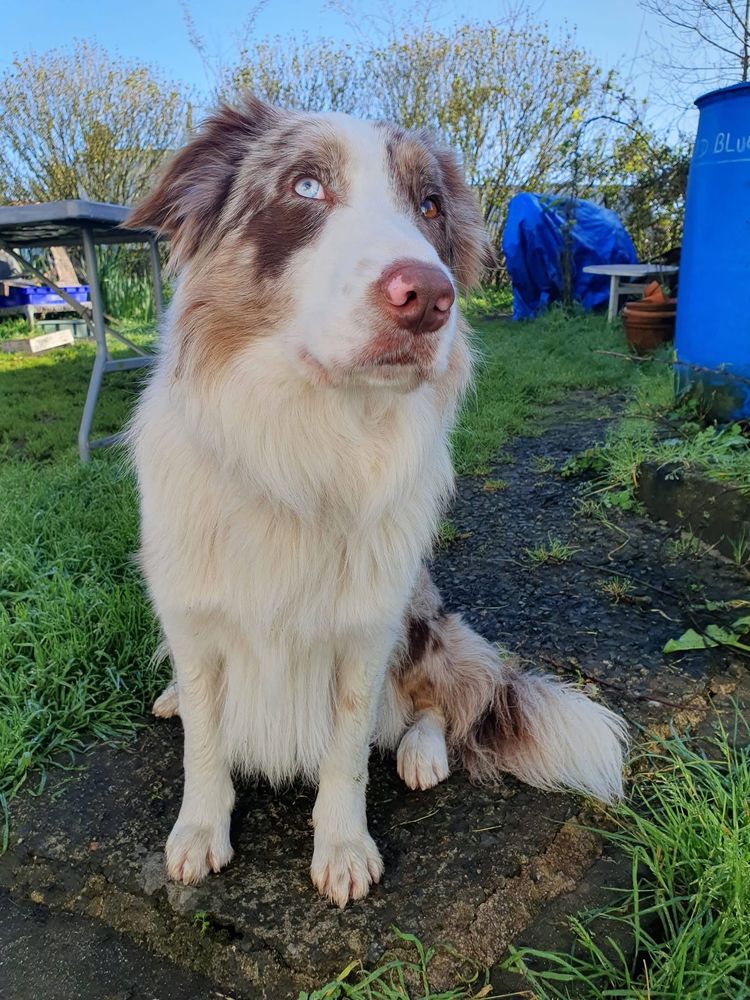 Vegas, border collie &agrave; adopter 350 44220 Cou�ron