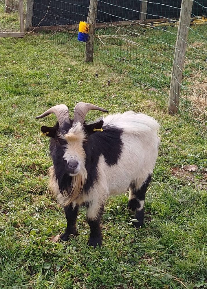 Neurosis, bouc nain crois&eacute; &agrave; adopter 50 44530 S�v�rac