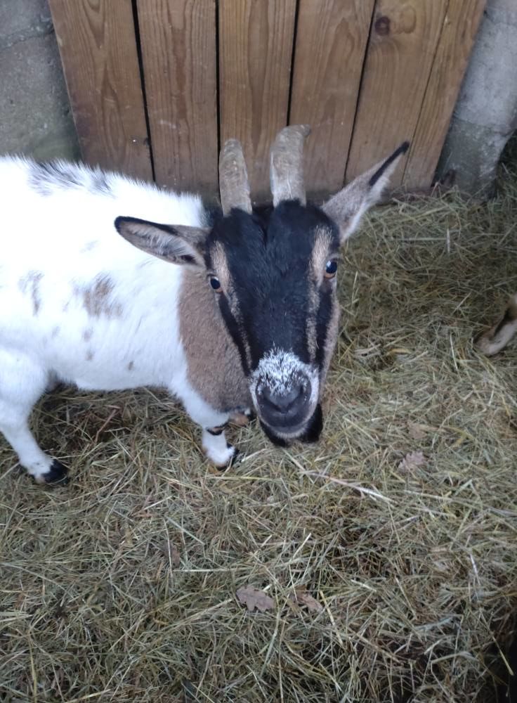 Sepultura, ch&egrave;vre naine &agrave; adopter 50 44530 Dreff�ac