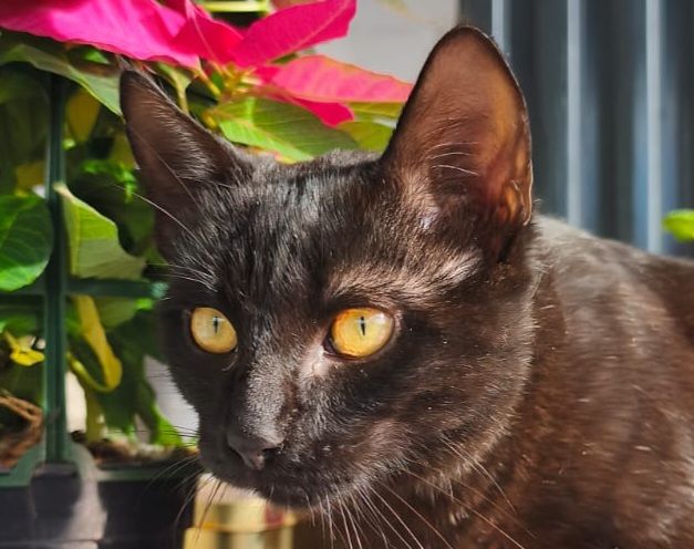 PEPON 230 27620 Gasny