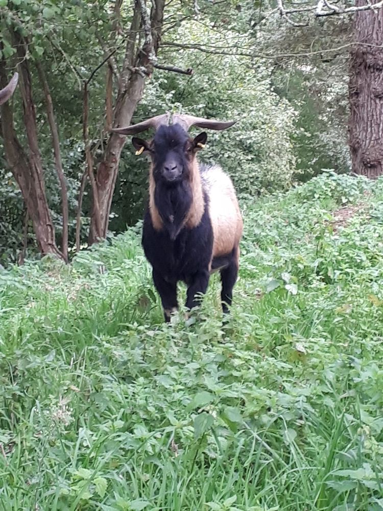 Themis, bouc nain type alpin &agrave; adopter 50 44290 Pierric
