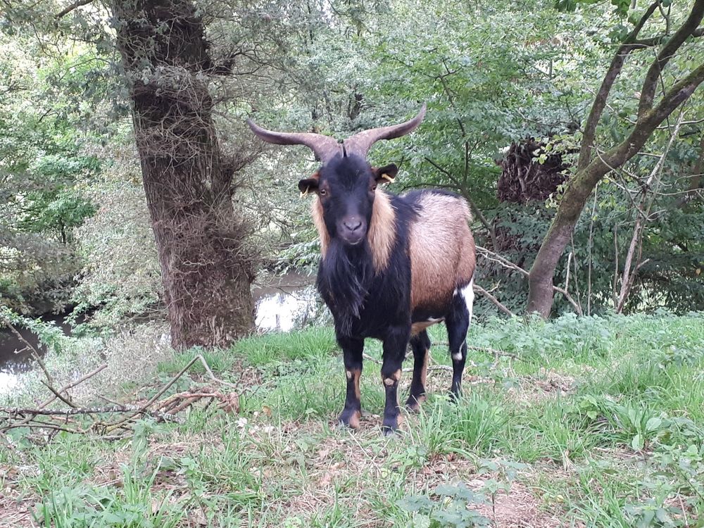 Titan, bouc type alpin &agrave; adopter 50 44290 Pierric