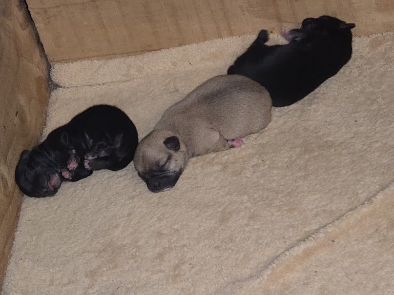 chihuahua 800 60120 Bonneuil-les-eaux