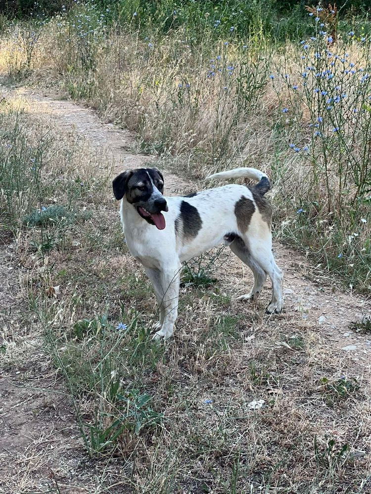 AXSEL joli crois&eacute; 17 mois - 280 59300 Aulnoy-lez-valenciennes