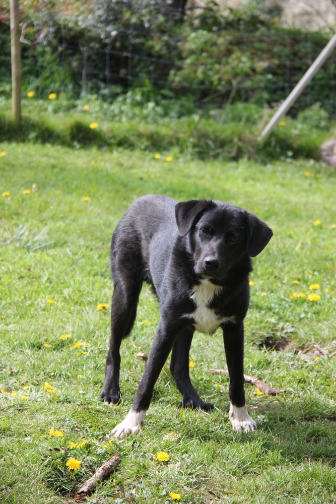 BONZO crois&eacute; border collie n&eacute; le 09/07/2025 250 29530 Landeleau