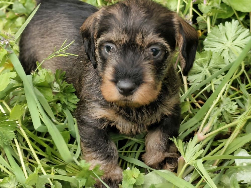 CHIOT TECKEL NAIN POILS DURS 1750 85440 Avrill�