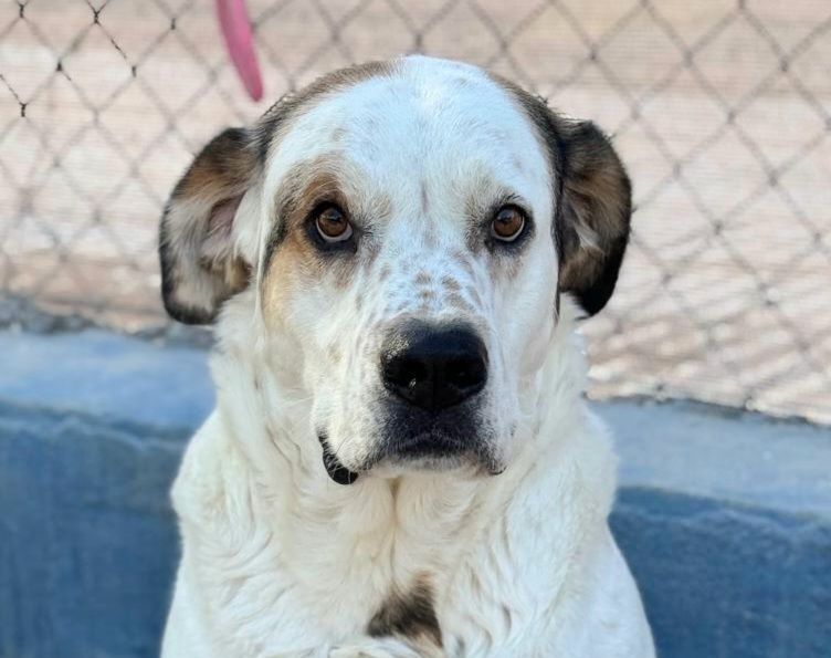 MAYA 320 27620 Gasny