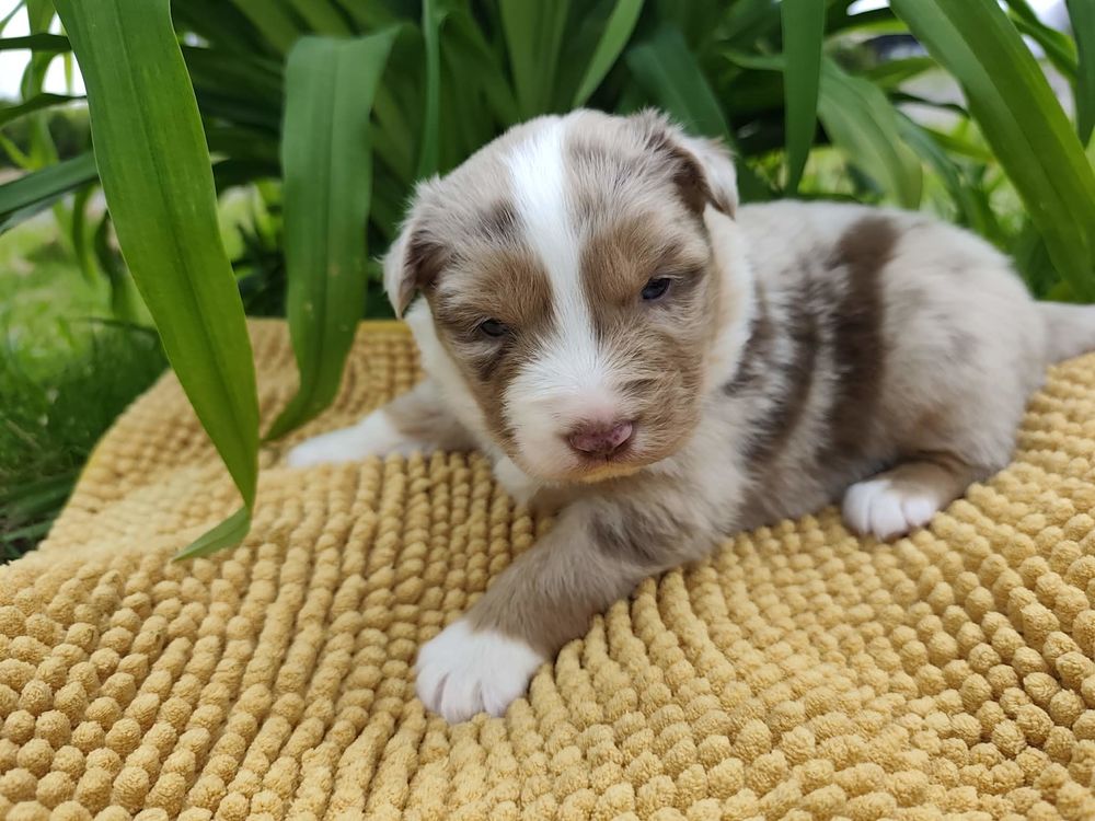 chiots berger australien rouge merle 1600 85440 Avrill�