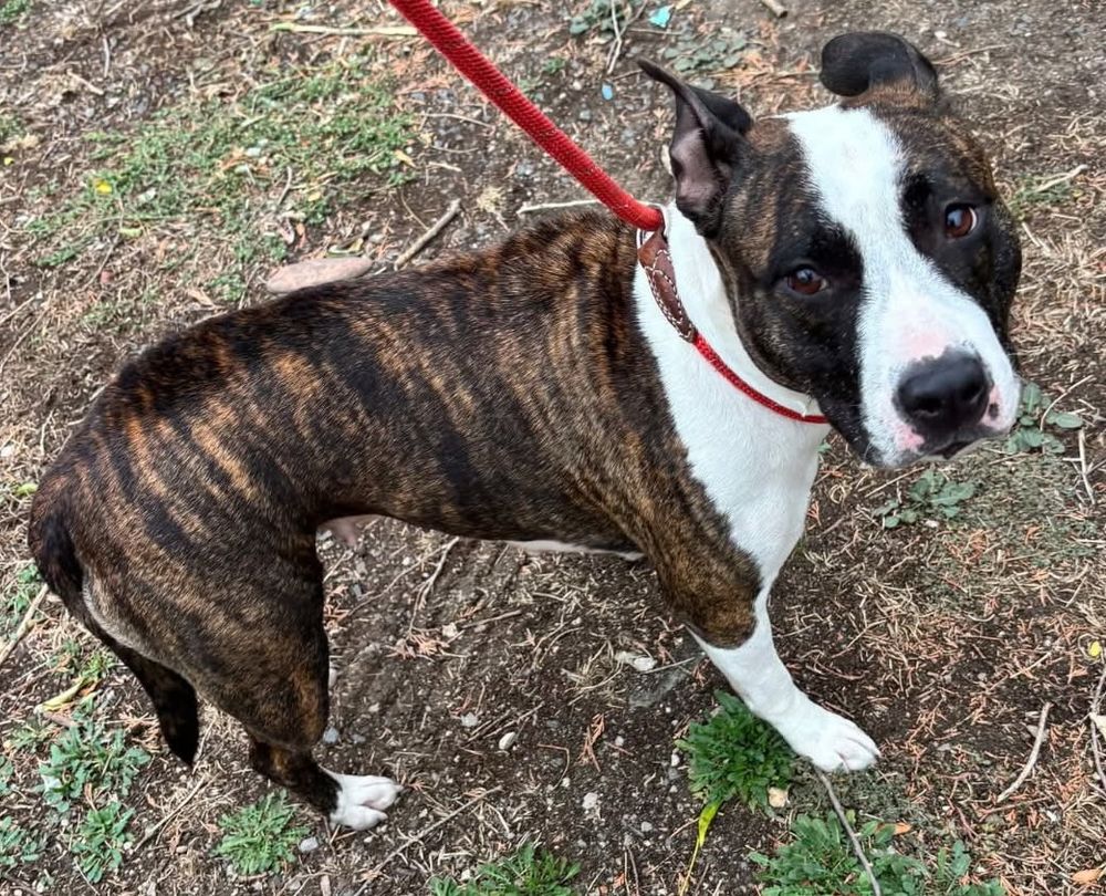 AVOINE, staff femelle LOF 6 ans 220 34500 B�ziers